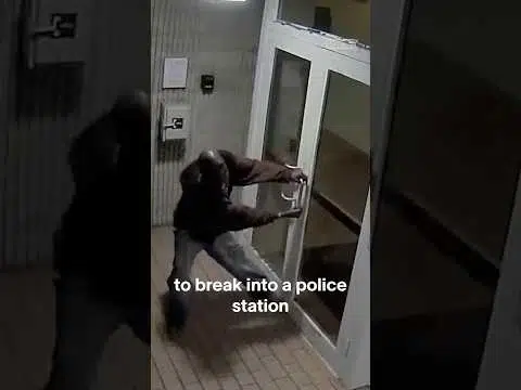 The zombie drug: flakka