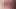 Pussy Cat – Queensnake.com, Queensect.com