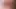 Pussy Cat – Queensnake.com, Queensect.com