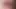 Pussy Cat – Queensnake.com, Queensect.com